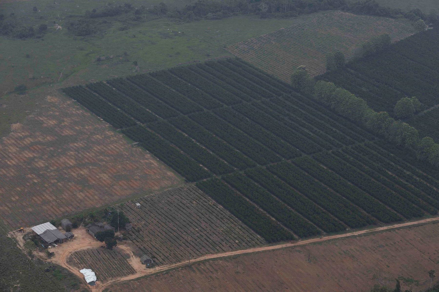 Fazenda dentro da Terra Indígena Uru-Eu-Wau-Wau, em Rondônia: Banco do Brasil forneceu 24 operações de créditos para 15 propriedades na região (Foto: Marizilda Cruppe / Greenpeace)