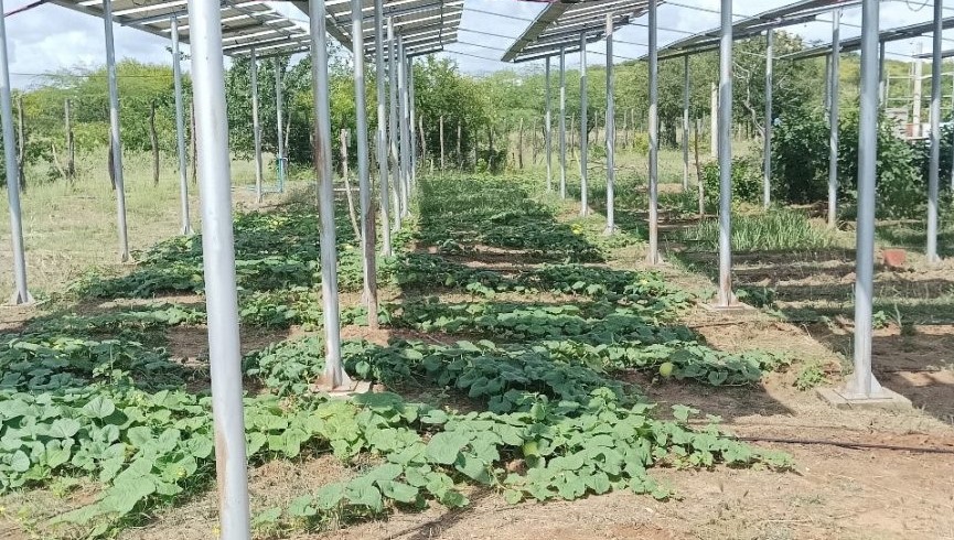 Plantação de melão sob placas fotovoltaicas instaladas na Aldeia Serrote do Campos, da comunidade indígena Pankará, em Pernambuco: modelo agrofotovoltaico como alternativa para uso da energia solar no semiárido (Foto: Rafael Anchieta / Agrega)