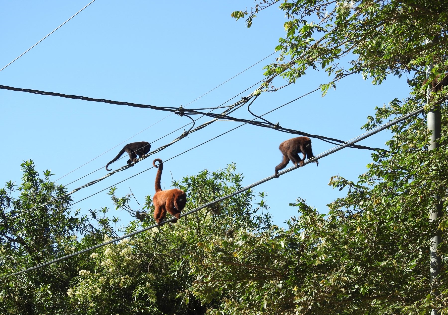 Bugios-ruivos em fios da rede elétrica em Porto Alegre: mortes por eletrocussão alarmam ambientalistas (Foto: Mariano Pairet)