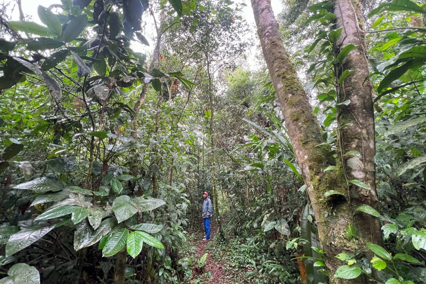 A revolução verde dos sem-terra