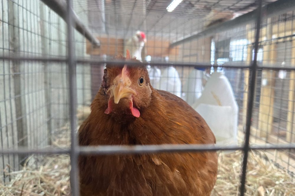 Foto colorida de galinha dentro de uma gaiola. Aumento de casos de gripe aviária fez preço dos ovos saltarem nos Estados