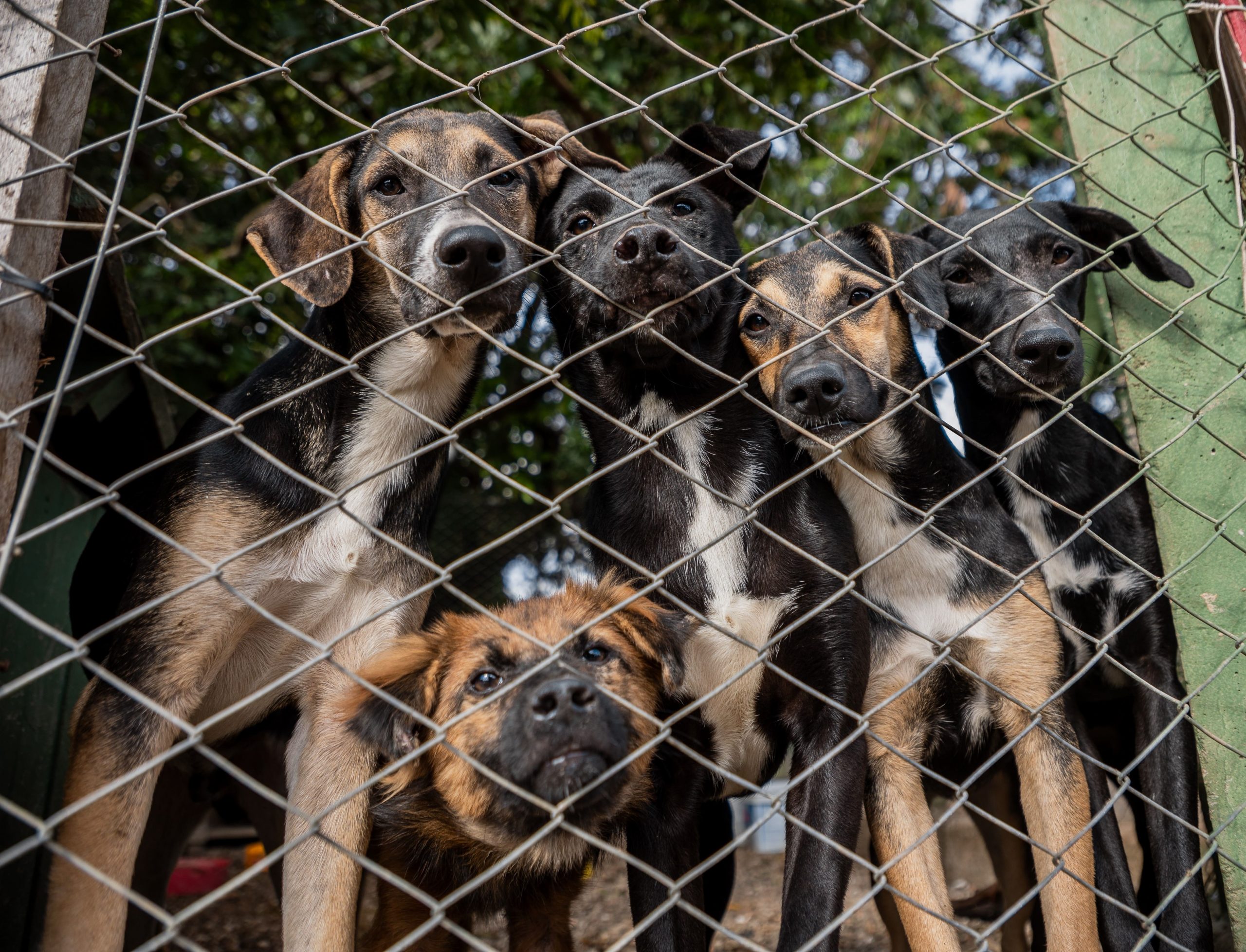 Centenas de animais resgatados nas enchentes no Sul seguem em abrigos
