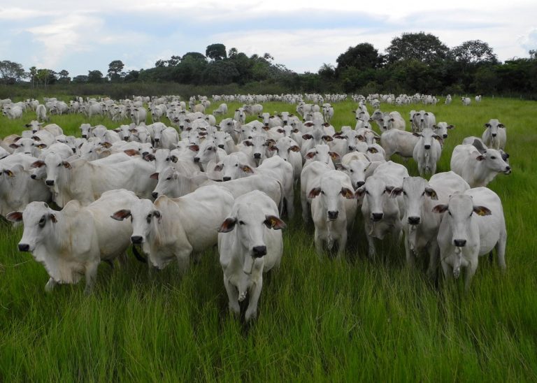 Rebanho de gado em Mato Grosso do Sul: pecuária é a maior responsável por emissões de metano no Brasil que subiram 6% (Foto: Rachel D'Ávila / Embrapa - 13/04/2022)