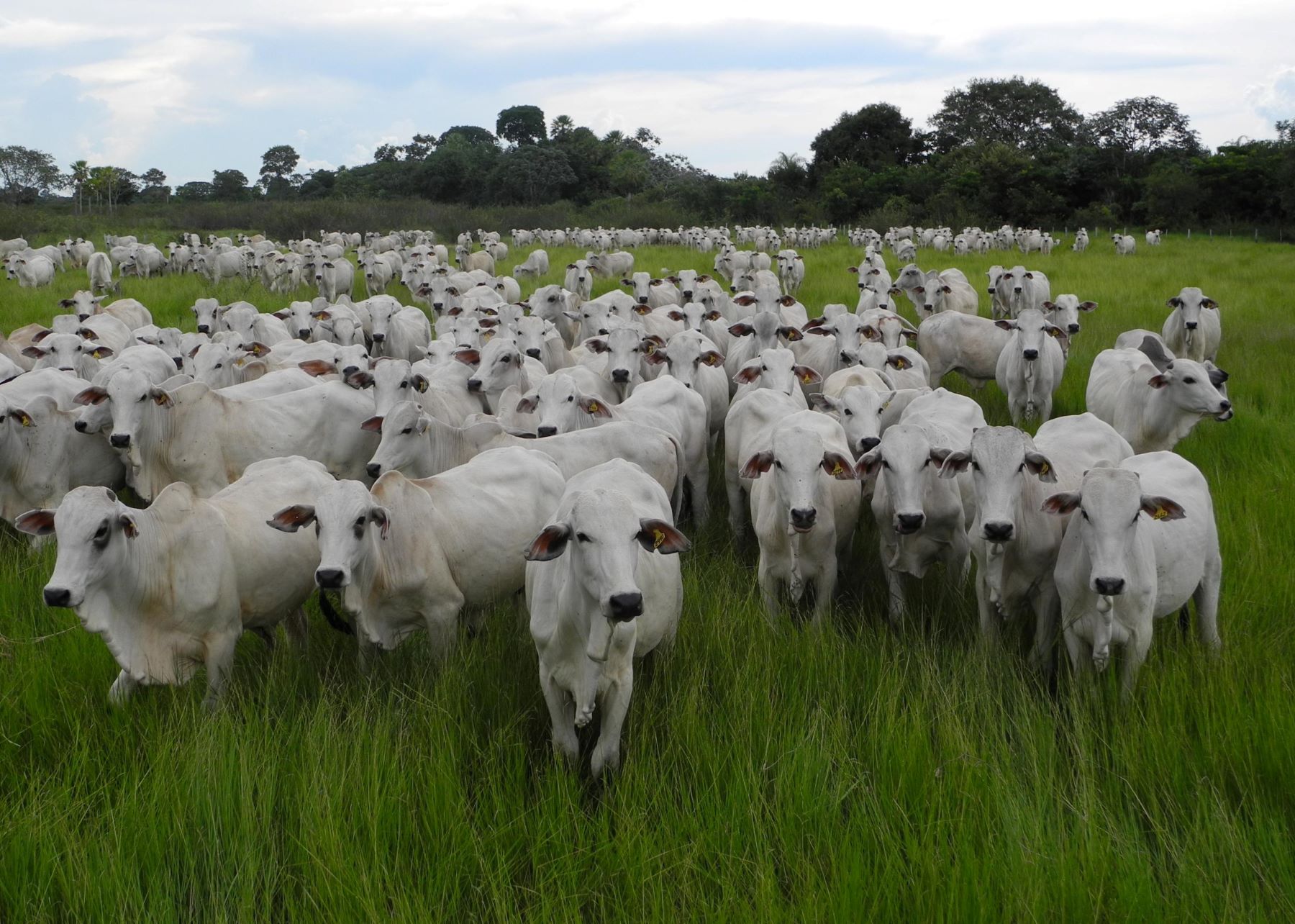 Rebanho de gado em Mato Grosso do Sul: pecuária é a maior responsável por emissões de metano no Brasil que subiram 6% (Foto: Rachel D'Ávila / Embrapa - 13/04/2022)