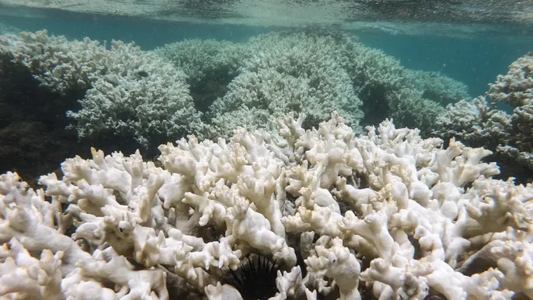 Foto colorida de recife de coral esbranquiçado no litoral da cidade de Tamandaré, em Pernambuco.