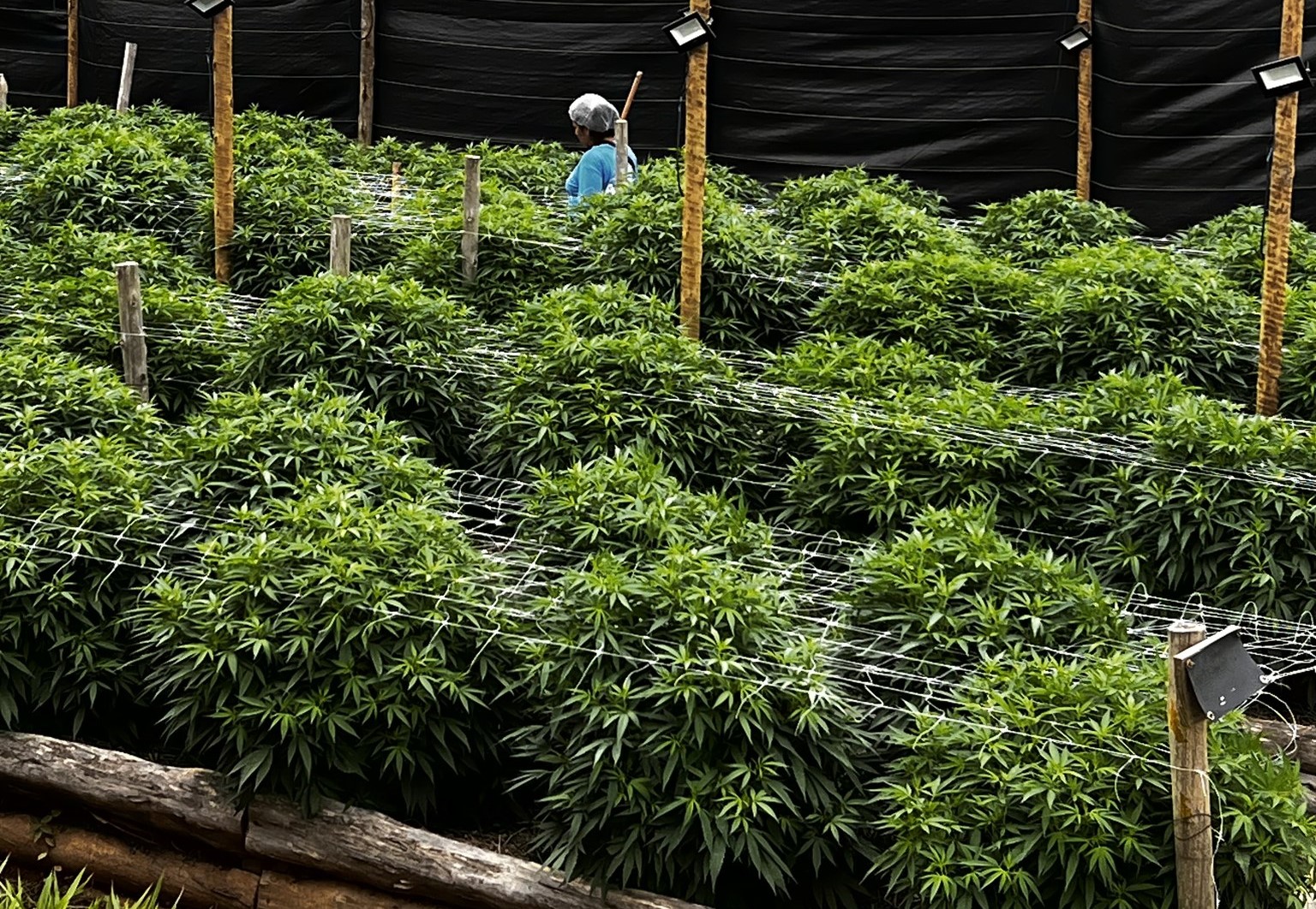 Cultivo de cannabis no interior do estado do Rio: além dos impactos positivos para a saúde, planta também pode trazer benefícios ambientais (Foto: APEPI - Apoio à Pesquisa e Pacientes de Cannabis Medicinal)