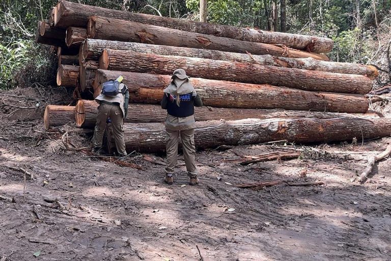 Operação contra desmatamento no Pará: queda de 16% na área desmatada na Amazônia e mais de 30% em todos os biomas (Foto: Agência Pará - 22/06/2023)