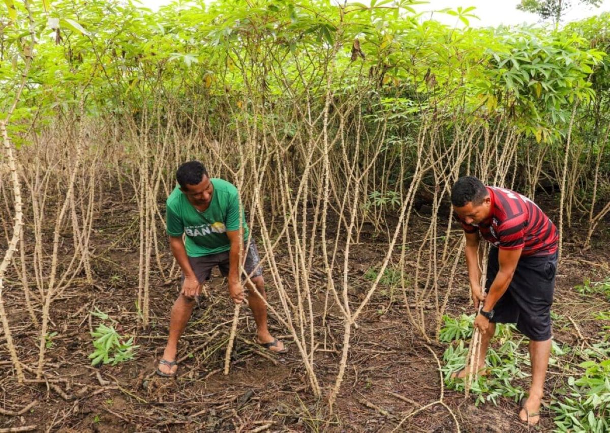 Abundância invisível: o paradoxo entre crescimento agrícola e fome no Acre