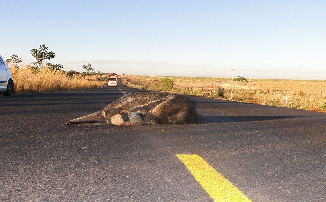 Foto colorida de tamanduá-bandeira morto após ser atropelado na BR-158, em Mato Grosso. Na imagem, o animal aparece no meio da pista. Ao fundo, caminhão se aproxima.