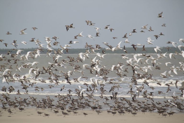 Aves migratórias na Reserva Extrativista de Cururupu, no Maranhão: 20% das espécies migratórias do mundo estão ameaçadas (Foto: Danielle Paludo / ICMBio)