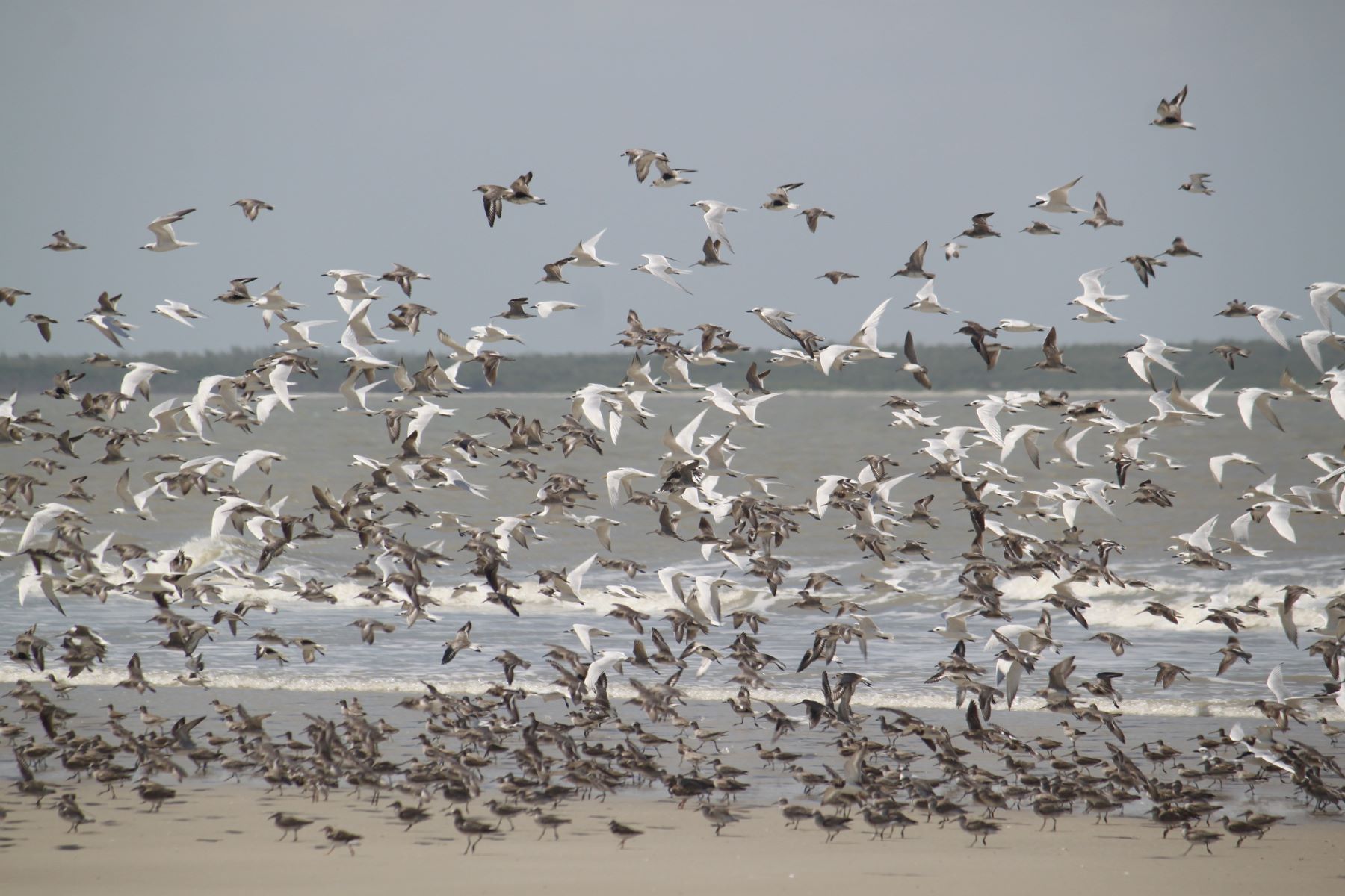Aves migratórias na Reserva Extrativista de Cururupu, no Maranhão: 20% das espécies migratórias do mundo estão ameaçadas (Foto: Danielle Paludo / ICMBio)